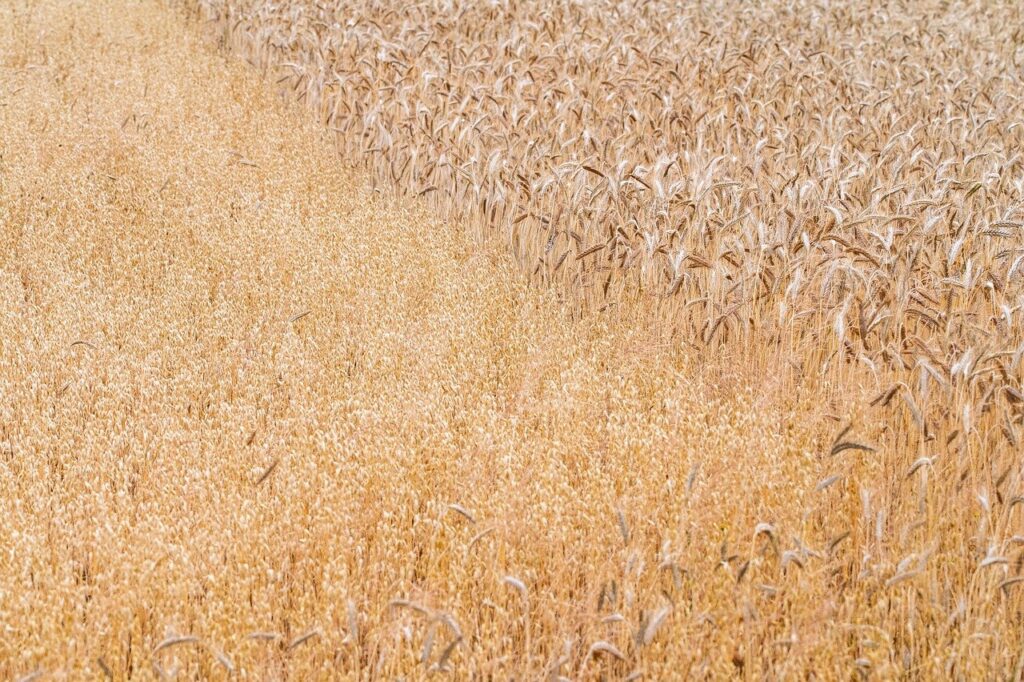 農業におけるクラウドファンディングの使い方とは？