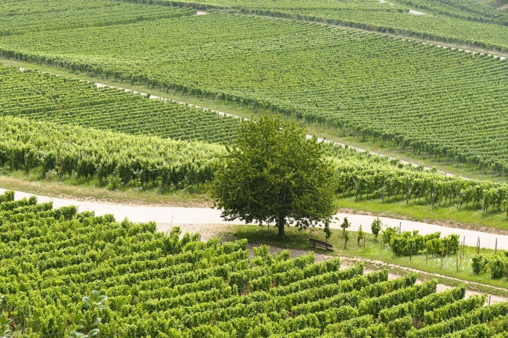 ワイン農業のクラファン支援例にはどんなものがある？