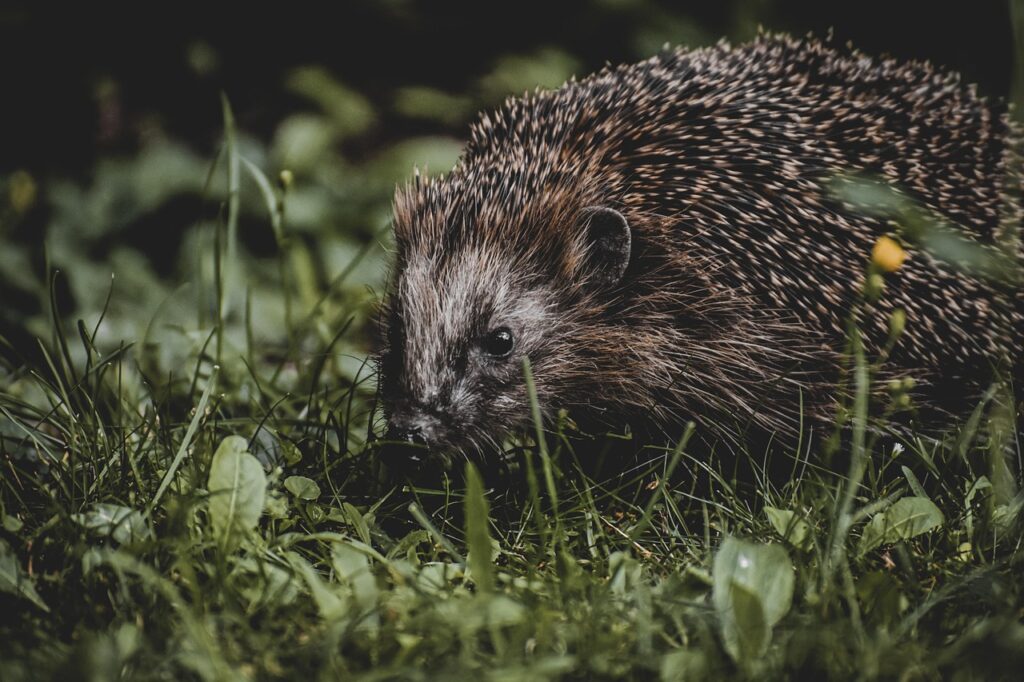 世界の農業を支えるクラウドファンディングの成功事例は？