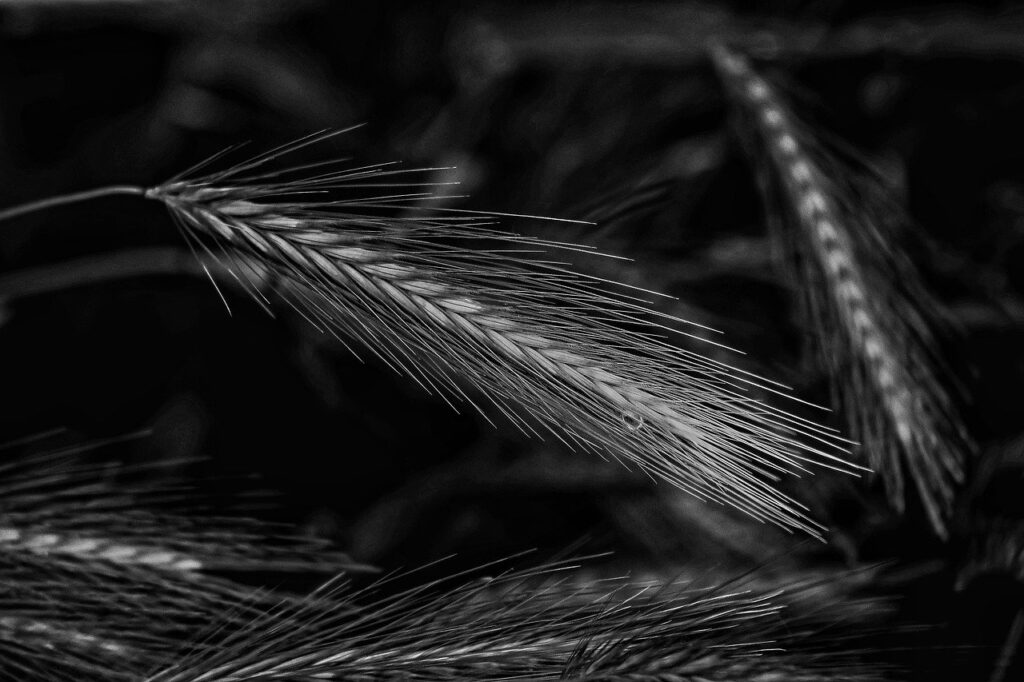 農業のクラファンで支援者が語る口コミとは？