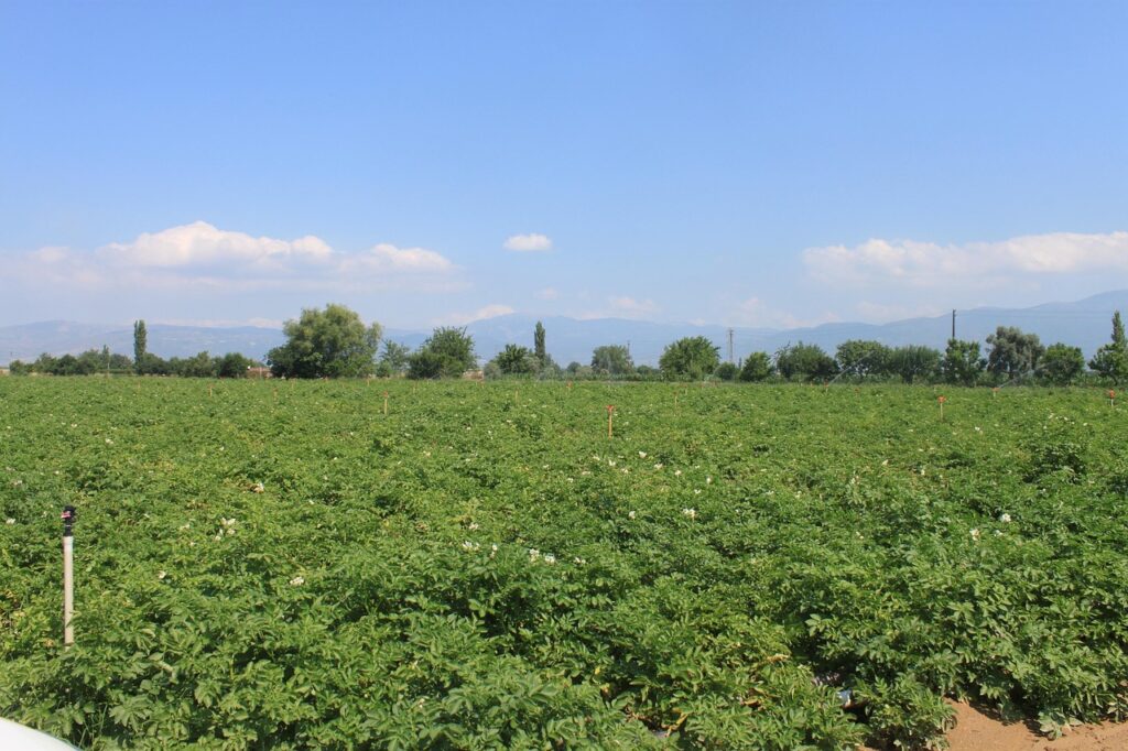 農業クラファンで地域課題を解決する方法とは？