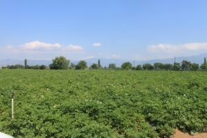 農業クラファンで地域課題を解決する方法とは？