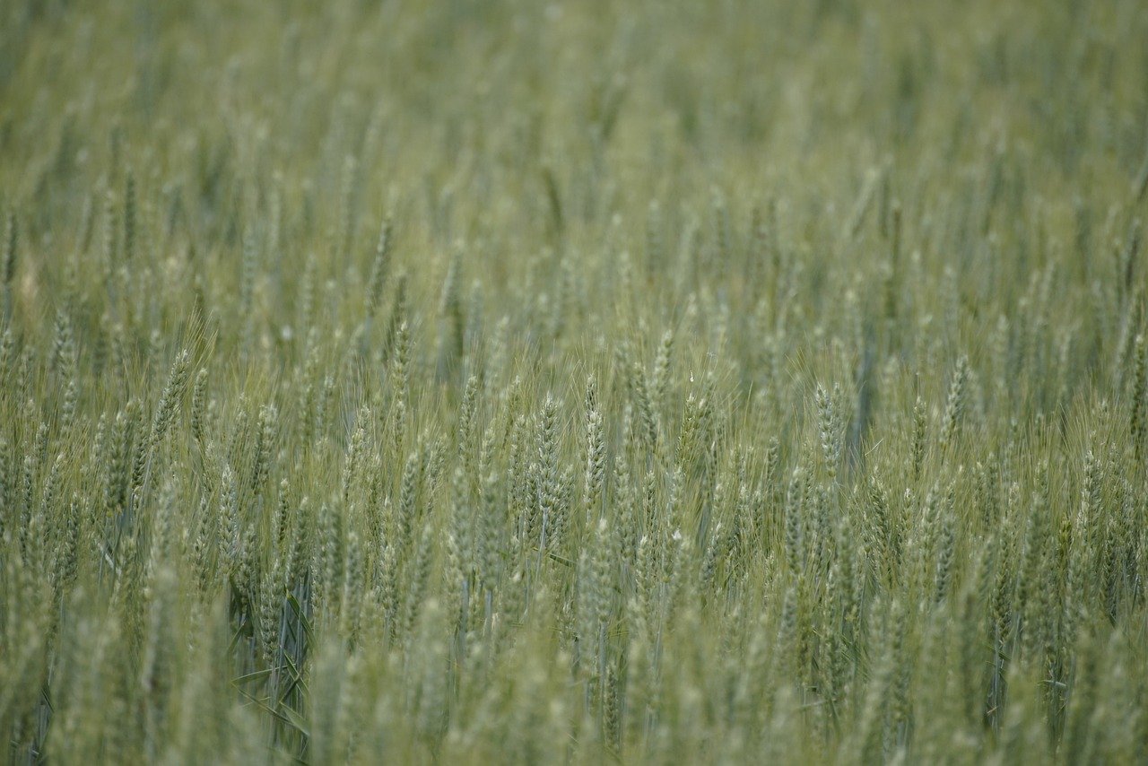 農業クラファンで支援者を増やすための口コミ活用法は？