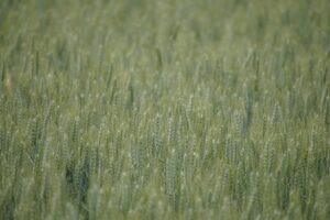 農業クラファンの始め方を徹底解説しますか？